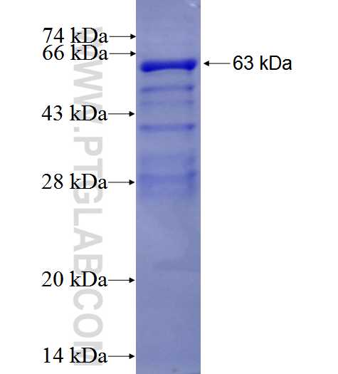 PTPN9 fusion protein Ag2754 SDS-PAGE