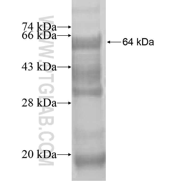 PTPRB fusion protein Ag10090 SDS-PAGE