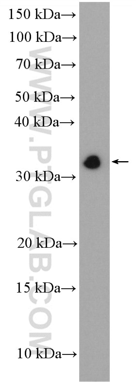 Western Blot (WB) analysis of Jurkat cells using PTPRCAP Polyclonal antibody (28286-1-AP)