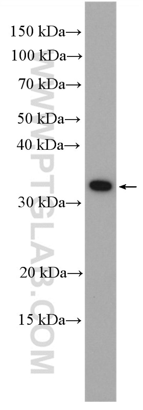 Western Blot (WB) analysis of K-562 cells using PTPRCAP Polyclonal antibody (28286-1-AP)