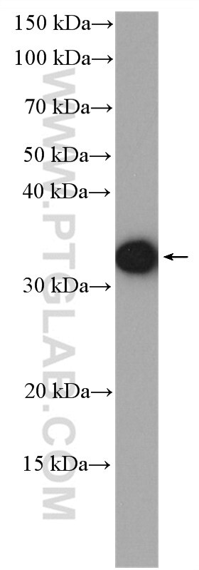 Western Blot (WB) analysis of Raji cells using PTPRCAP Polyclonal antibody (28286-1-AP)