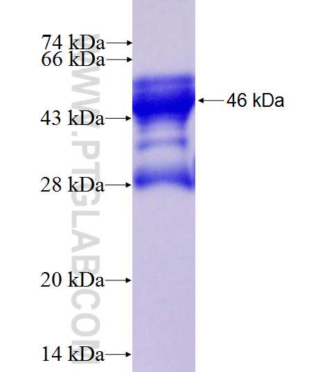 PTPRCAP fusion protein Ag27236 SDS-PAGE