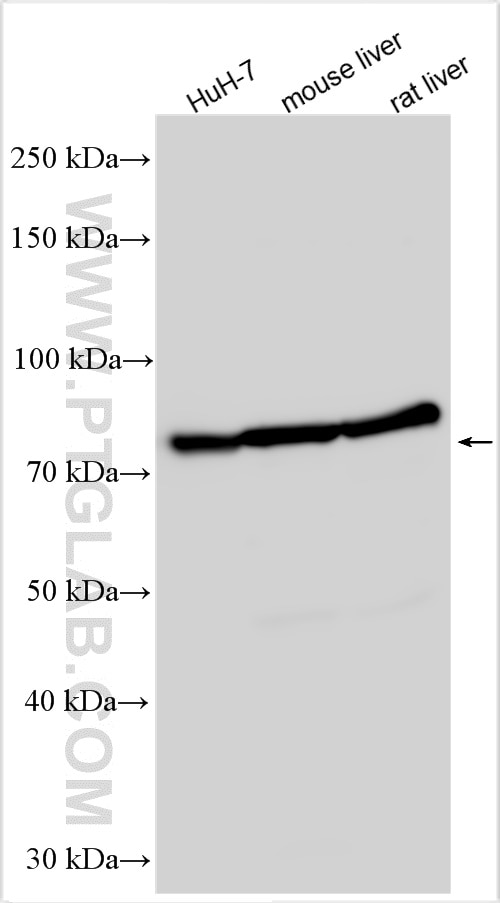 Western Blot (WB) analysis of various lysates using PTPRD Polyclonal antibody (27941-1-AP)