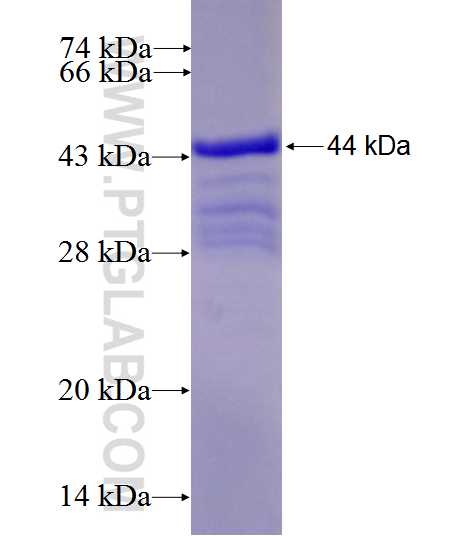 PTPRD fusion protein Ag27689 SDS-PAGE
