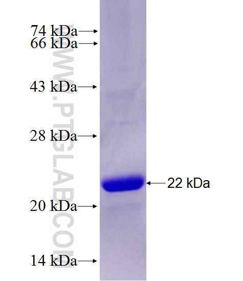 PTPRD fusion protein Ag27693 SDS-PAGE