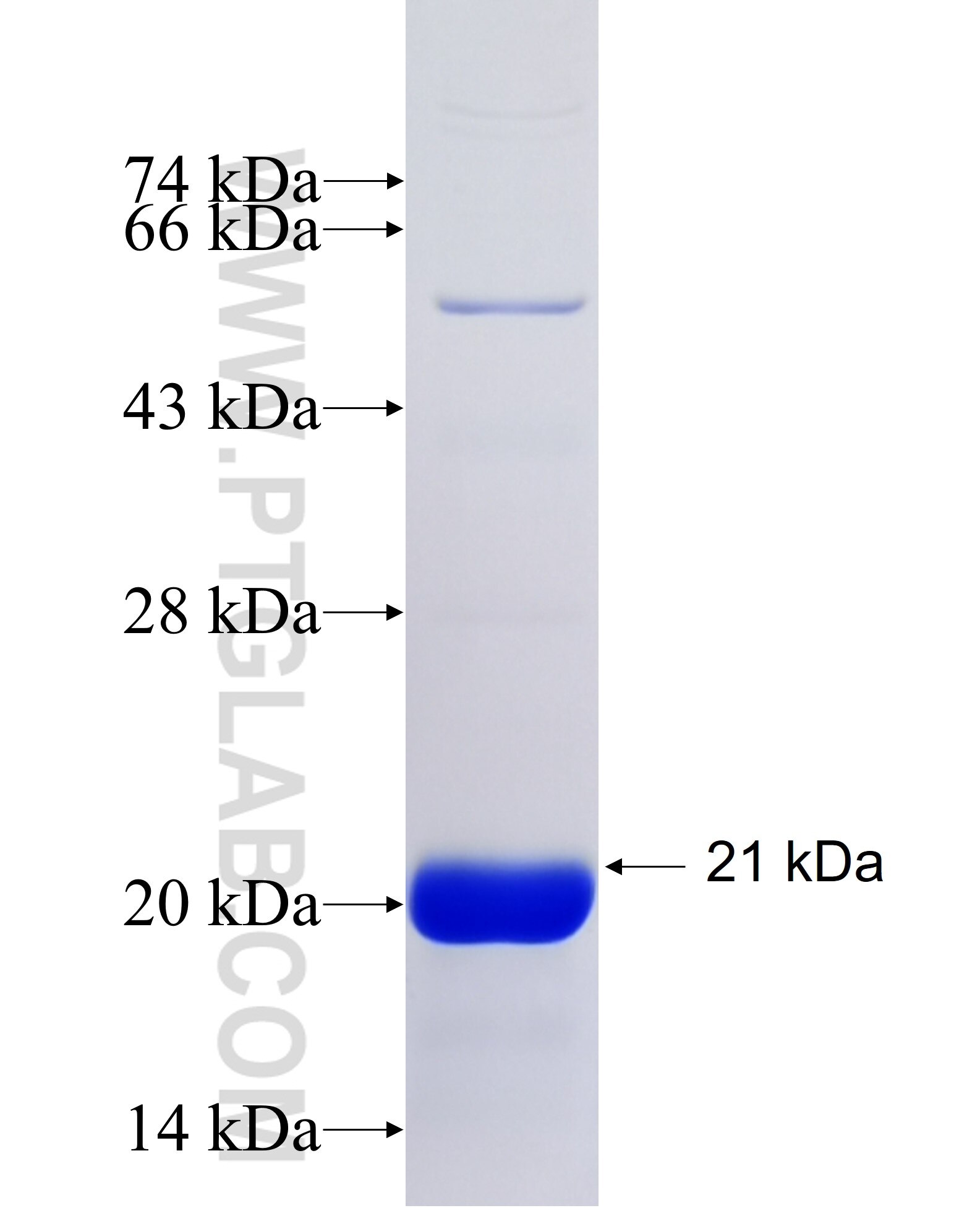 PTPRD fusion protein Ag27693 SDS-PAGE