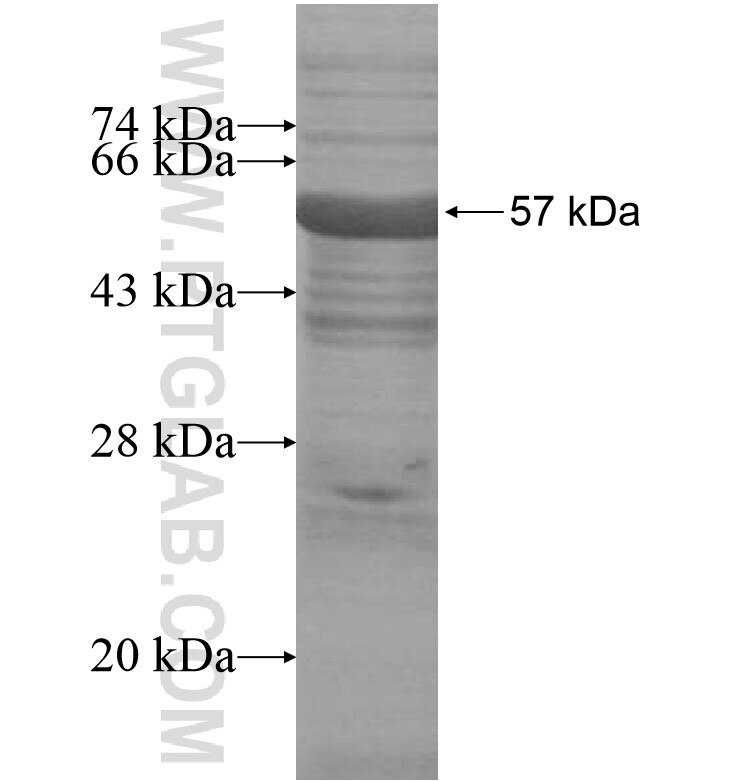 PTPRD fusion protein Ag16418 SDS-PAGE