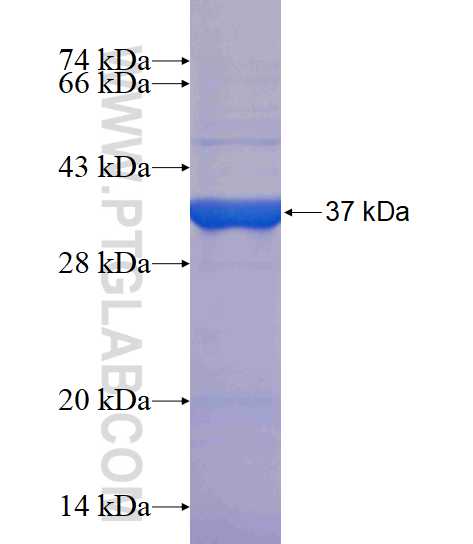 PTPRD fusion protein Ag17224 SDS-PAGE