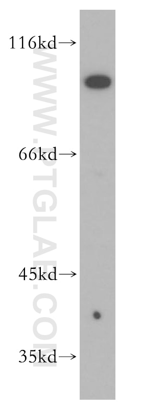 Western Blot (WB) analysis of HL-60 cells using PTPRE Polyclonal antibody (13922-1-AP)