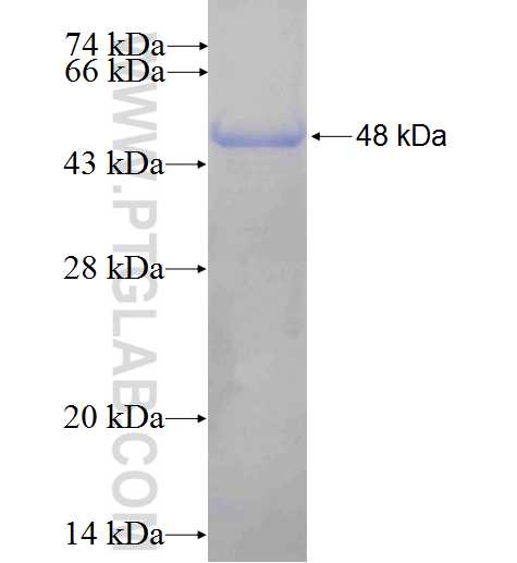 PTPRE fusion protein Ag4932 SDS-PAGE