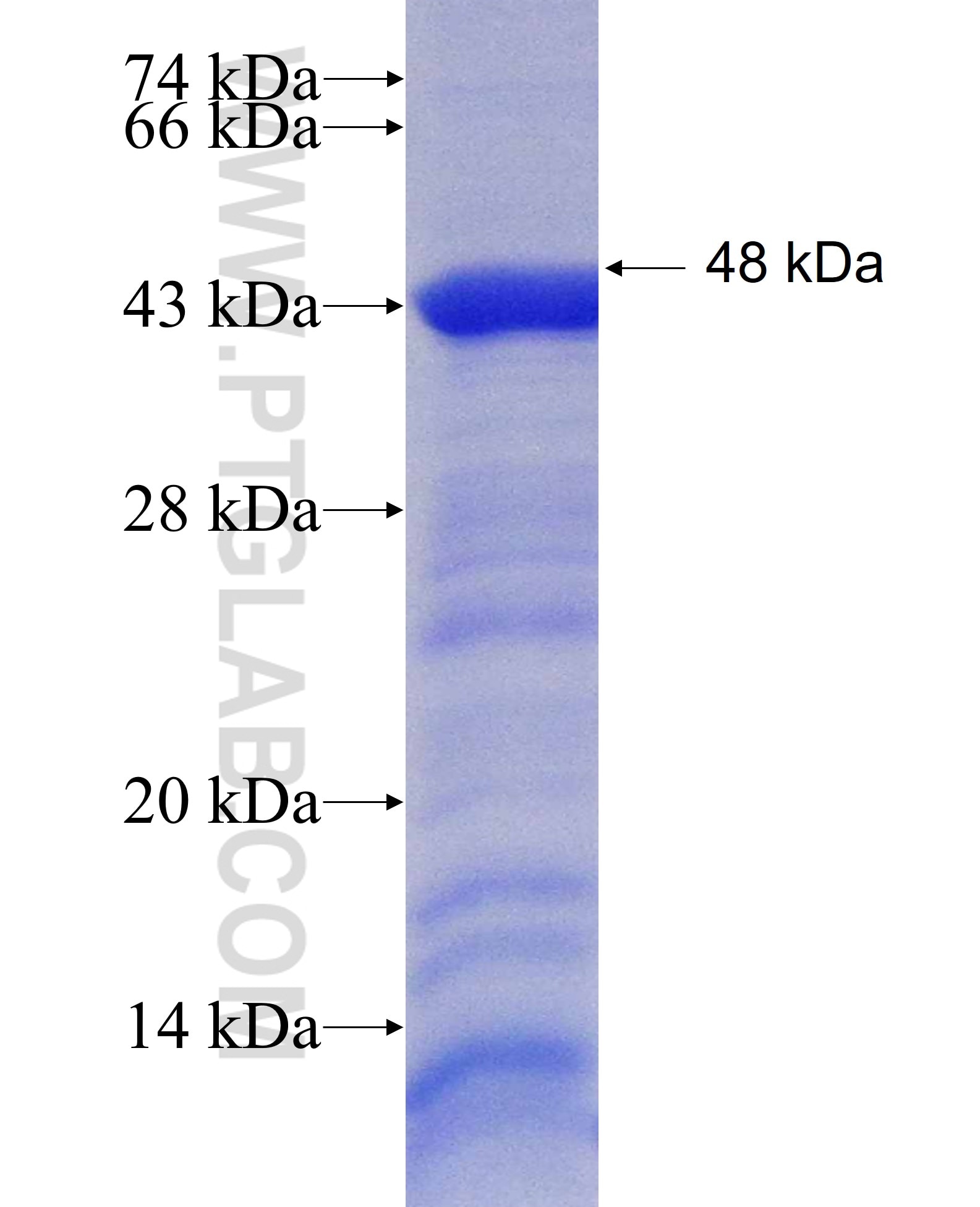 PTPRE fusion protein Ag4932 SDS-PAGE