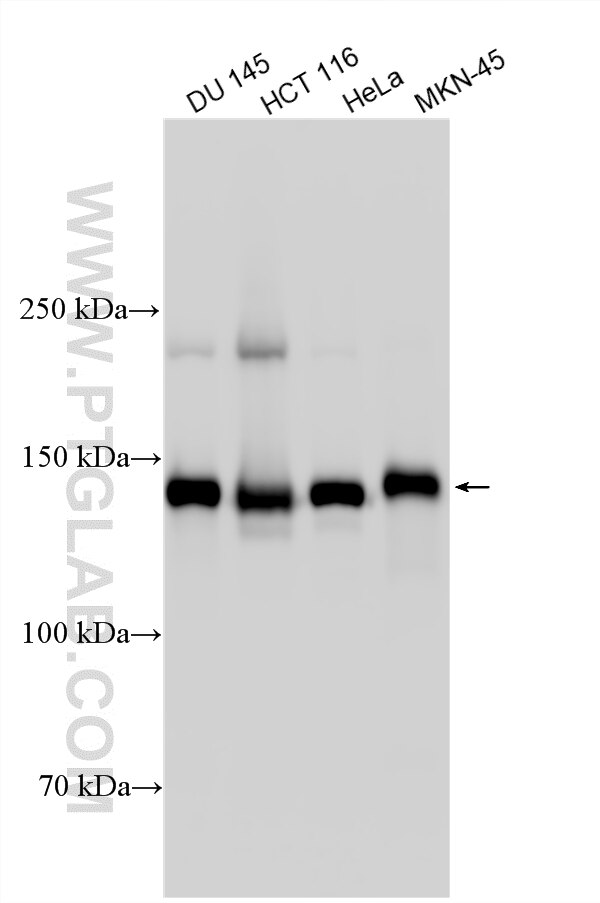 Western Blot (WB) analysis of various lysates using PTPRF Polyclonal antibody (33529-1-AP)