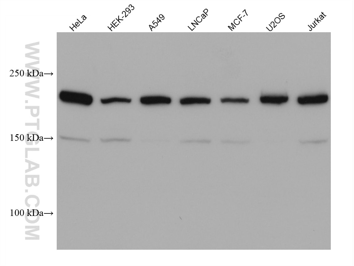 Western Blot (WB) analysis of various lysates using PTPRF Monoclonal antibody (68070-1-Ig)