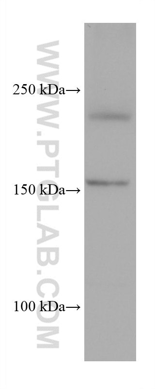 Western Blot (WB) analysis of HSC-T6 cells using PTPRF Monoclonal antibody (68070-1-Ig)