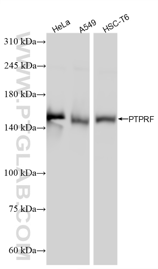 Western Blot (WB) analysis of various lysates using PTPRF Recombinant monoclonal antibody (86944-1-RR)