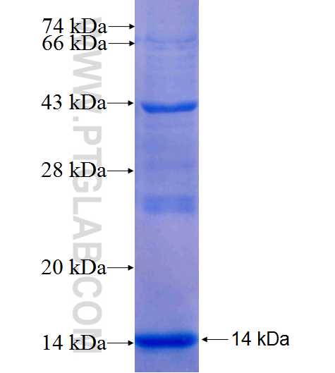PTPRF fusion protein Ag25441 SDS-PAGE