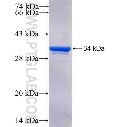 PTPRF fusion protein Ag25448 SDS-PAGE