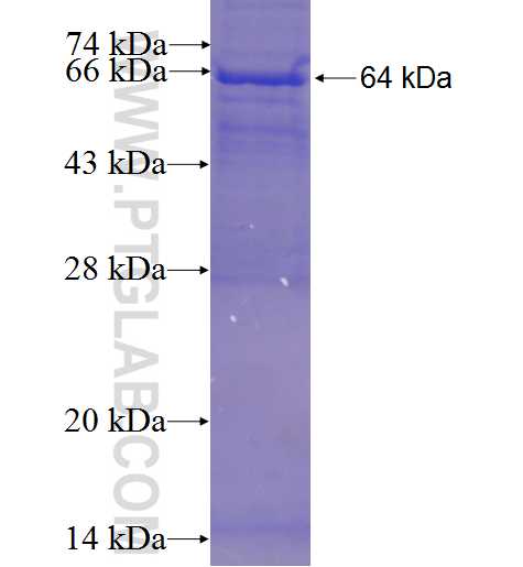 PTPRF fusion protein Ag5374 SDS-PAGE