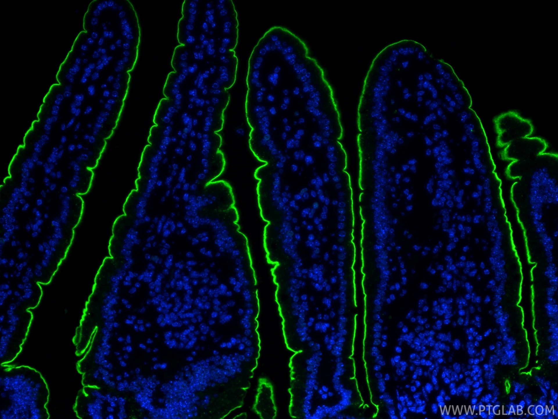 IF Staining of mouse small intestine using 33732-1-AP Immunofluorescence (IF) / fluorescent staining of mouse small intestine tissue using PTPRH Polyclonal antibody (33732-1-AP)