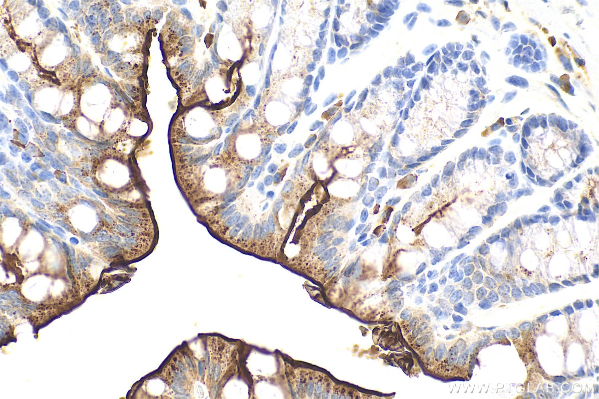 Immunohistochemical analysis of paraffin-embedded mouse colon tissue slide using 33732-1-AP (PTPRH antibody) at dilution of 1:200 (under 40x lens). Heat mediated antigen retrieval with Tris-EDTA buffer (pH 9.0). Immunohistochemistry (IHC) staining of mouse colon tissue using PTPRH Polyclonal antibody (33732-1-AP)