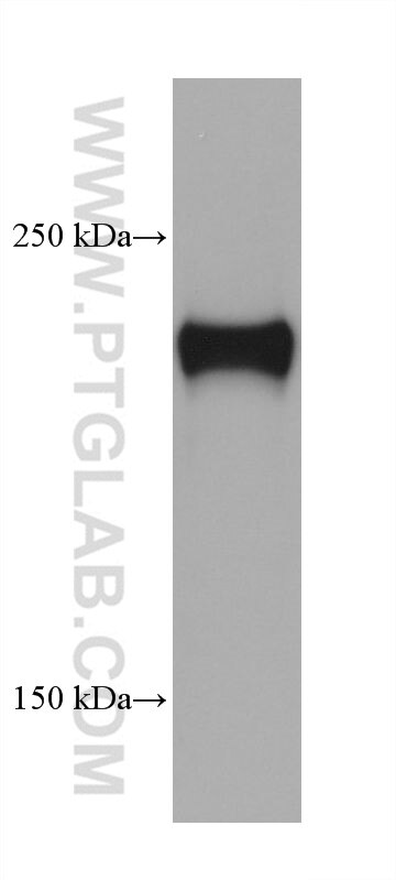 Western Blot (WB) analysis of pig spleen tissue using PTPRH Monoclonal antibody (68635-1-Ig)