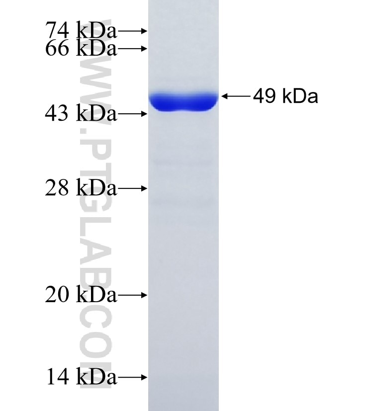 PTPRH fusion protein Ag35147 SDS-PAGE