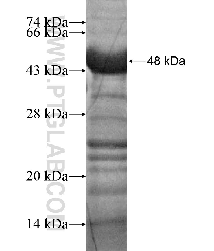 PTPRH fusion protein Ag17351 SDS-PAGE