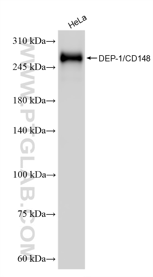 WB analysis of HeLa using 87321-1-RR Western Blot (WB) analysis of HeLa cells using PTPRJ Recombinant monoclonal antibody (87321-1-RR)