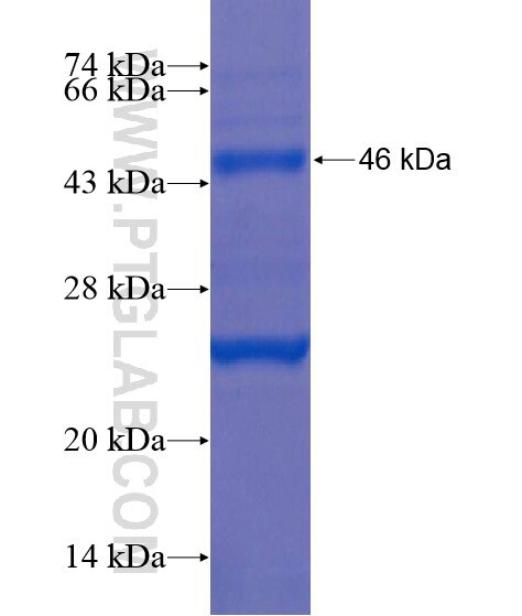 PTPRK fusion protein Ag21839 SDS-PAGE