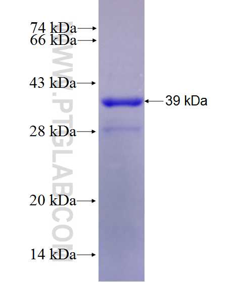 PTPRK fusion protein Ag27765 SDS-PAGE