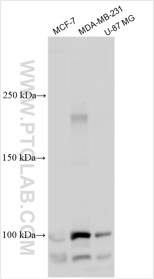 Western Blot (WB) analysis of various lysates using PTPRM/RPTPmu Polyclonal antibody (30763-1-AP)