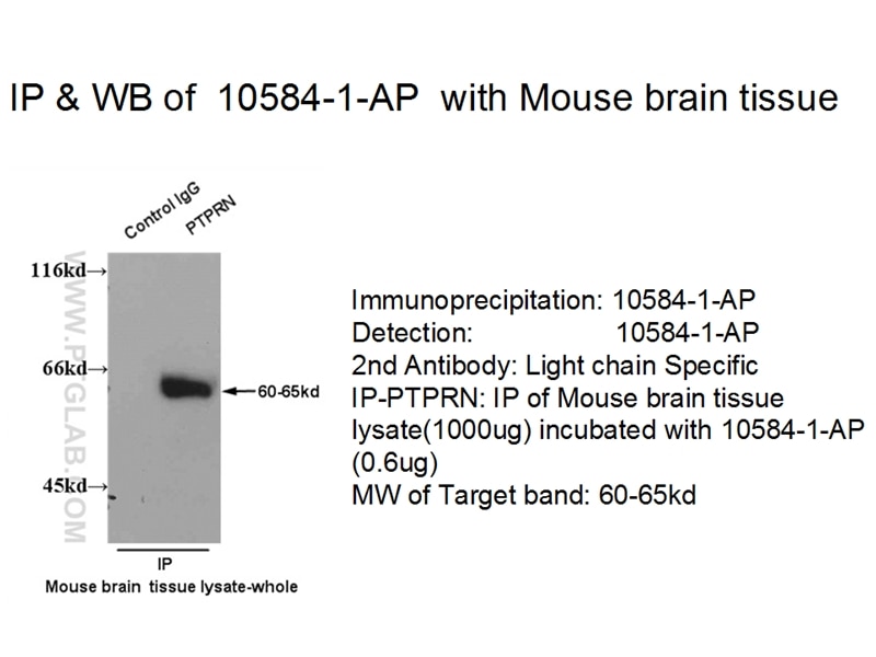 IA-2/PTPRN