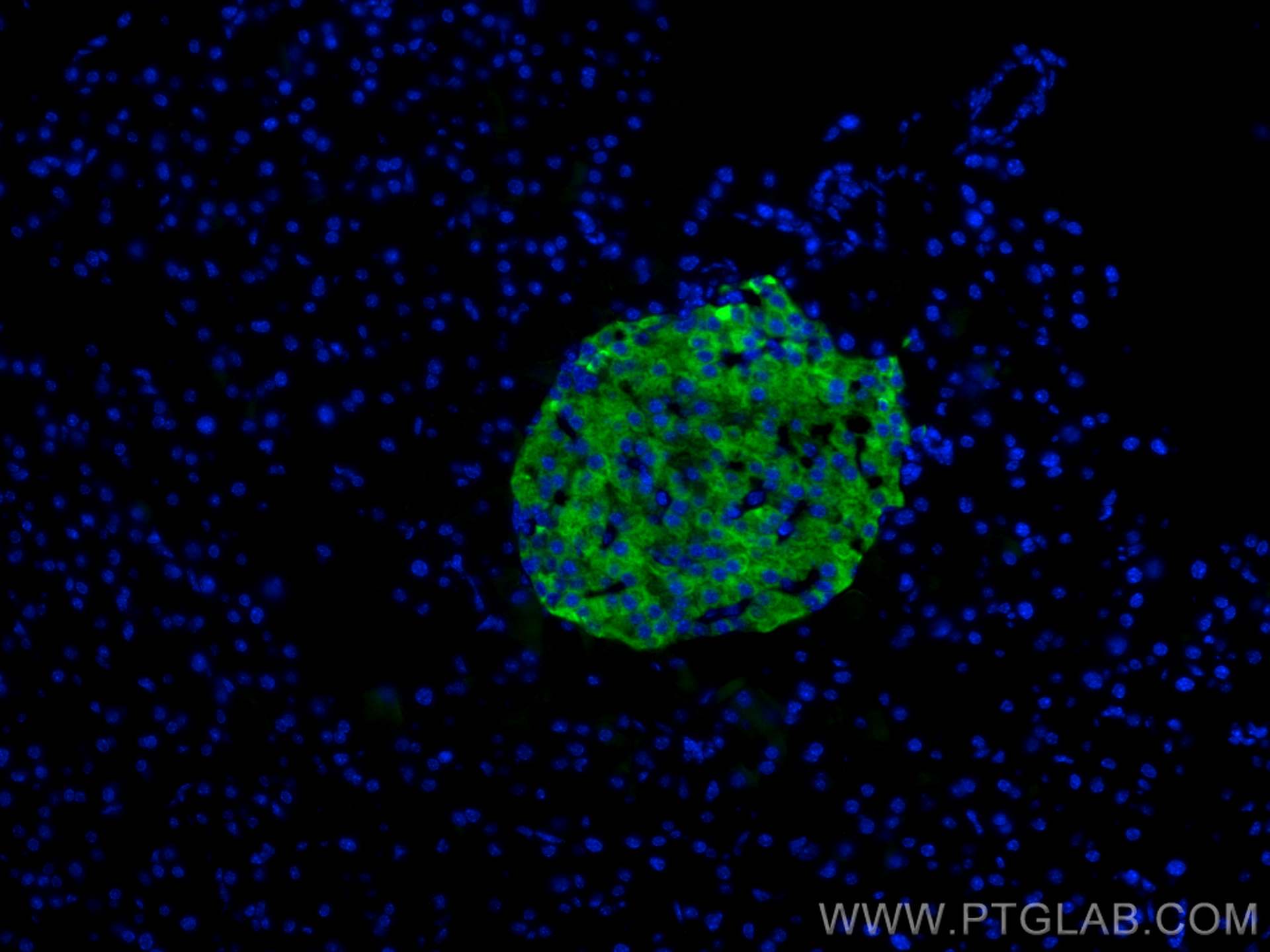 Immunofluorescence (IF) / fluorescent staining of mouse pancreas tissue using IA-2/PTPRN Polyclonal antibody (10584-1-AP)