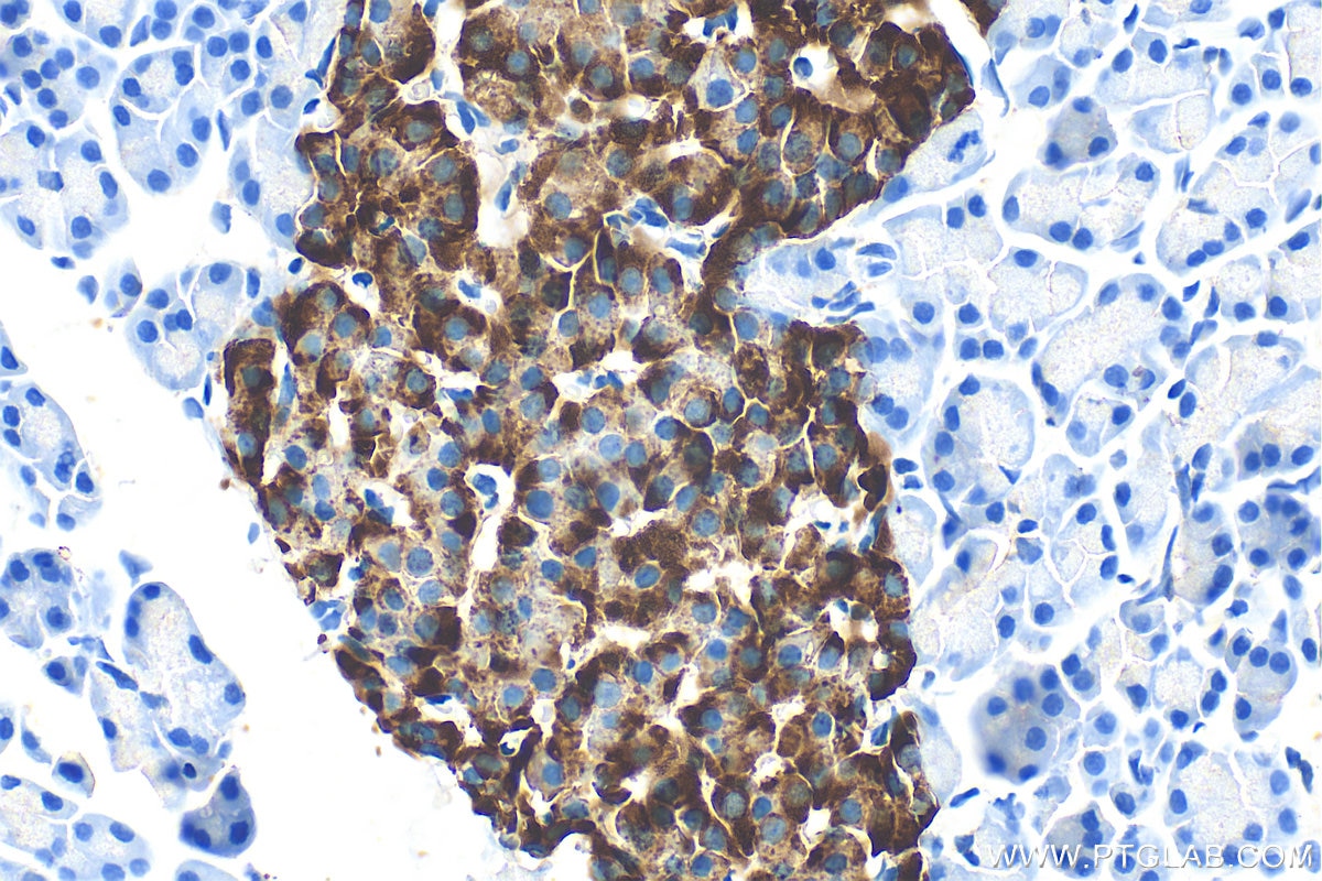 Immunohistochemistry (IHC) staining of rat pancreas tissue using IA-2/PTPRN Polyclonal antibody (10584-1-AP)