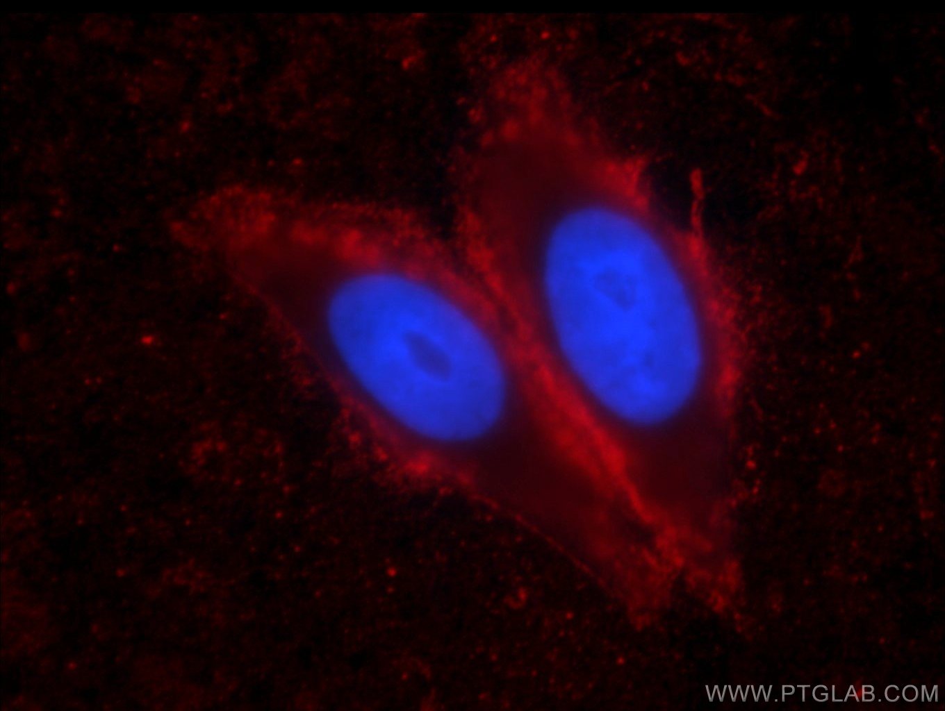 Immunofluorescence (IF) / fluorescent staining of HepG2 cells using IA-2/PTPRN Monoclonal antibody (66045-1-Ig)