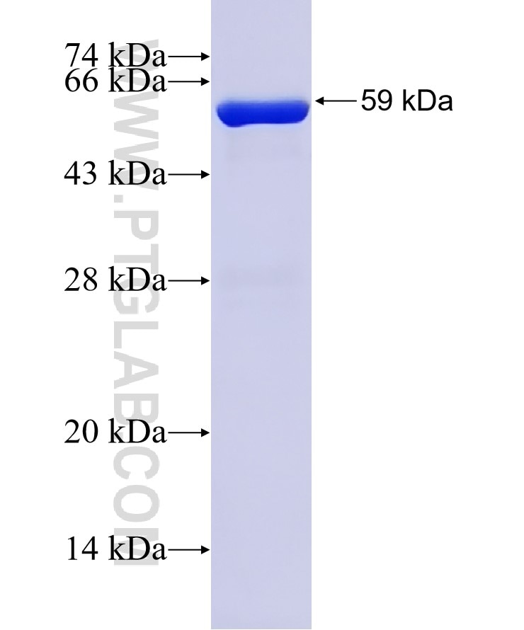 PTPRN fusion protein Ag0923 SDS-PAGE