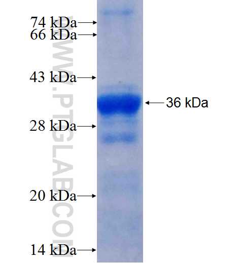PTPRN2 fusion protein Ag26301 SDS-PAGE