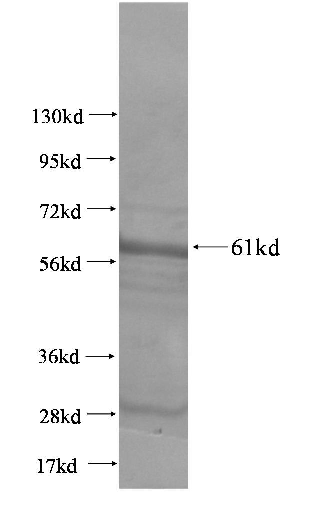 PTPRN2 fusion protein Ag3254 SDS-PAGE