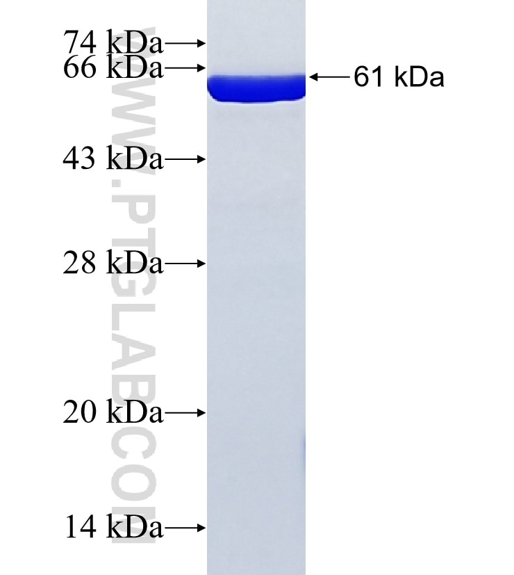 PTPRN2 fusion protein Ag3254 SDS-PAGE