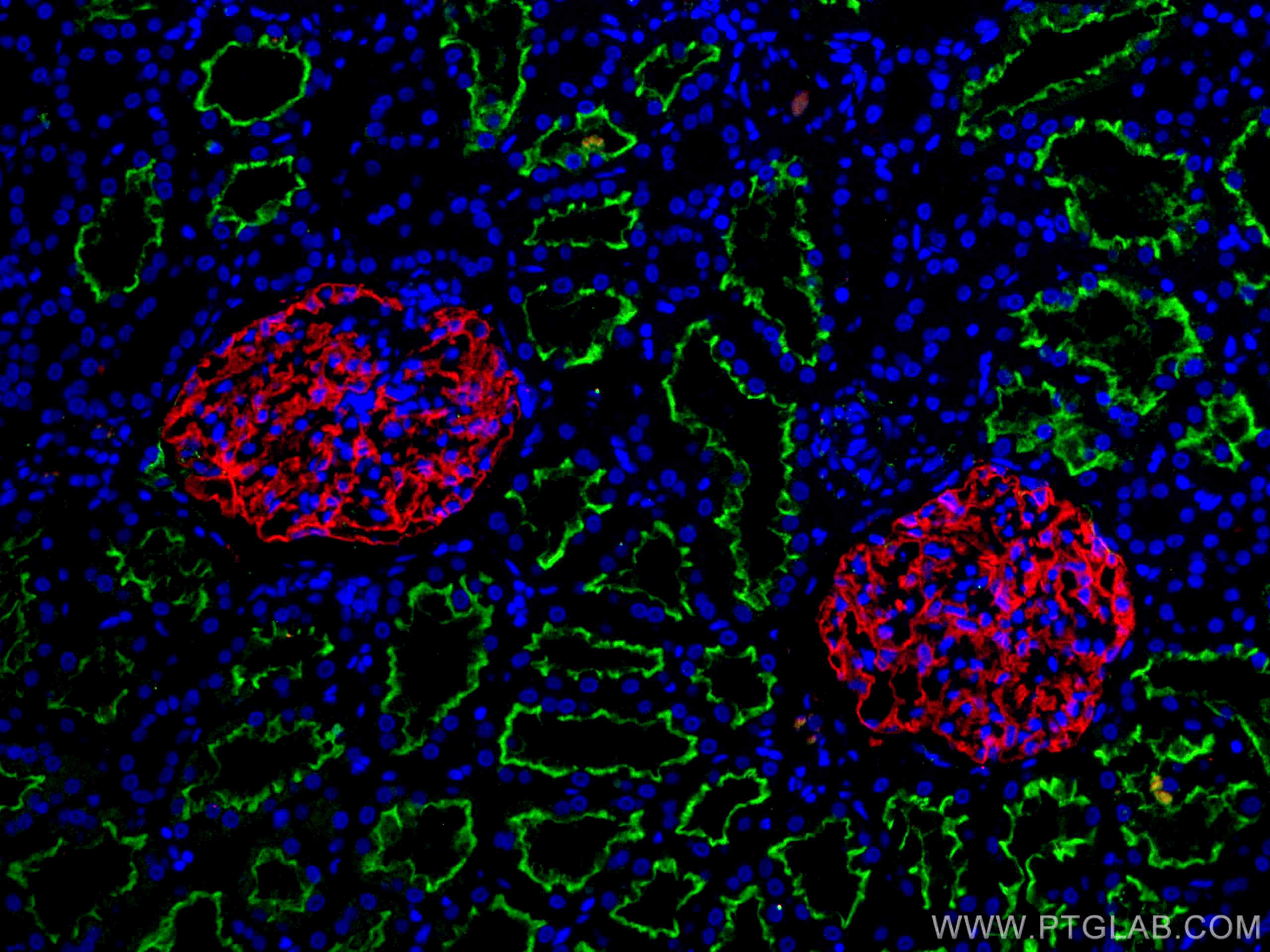 Immunofluorescence (IF) / fluorescent staining of human kidney tissue using PTPRO Monoclonal antibody (67000-1-Ig)
