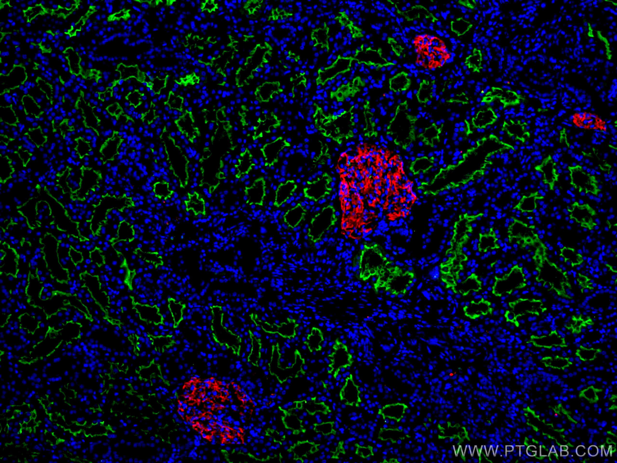 Immunofluorescence (IF) / fluorescent staining of human kidney tissue using PTPRO Monoclonal antibody (67000-1-Ig)
