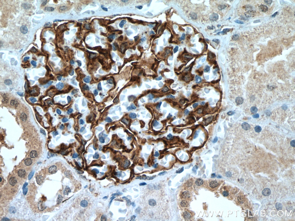 IHC staining of human kidney using 67000-1-Ig