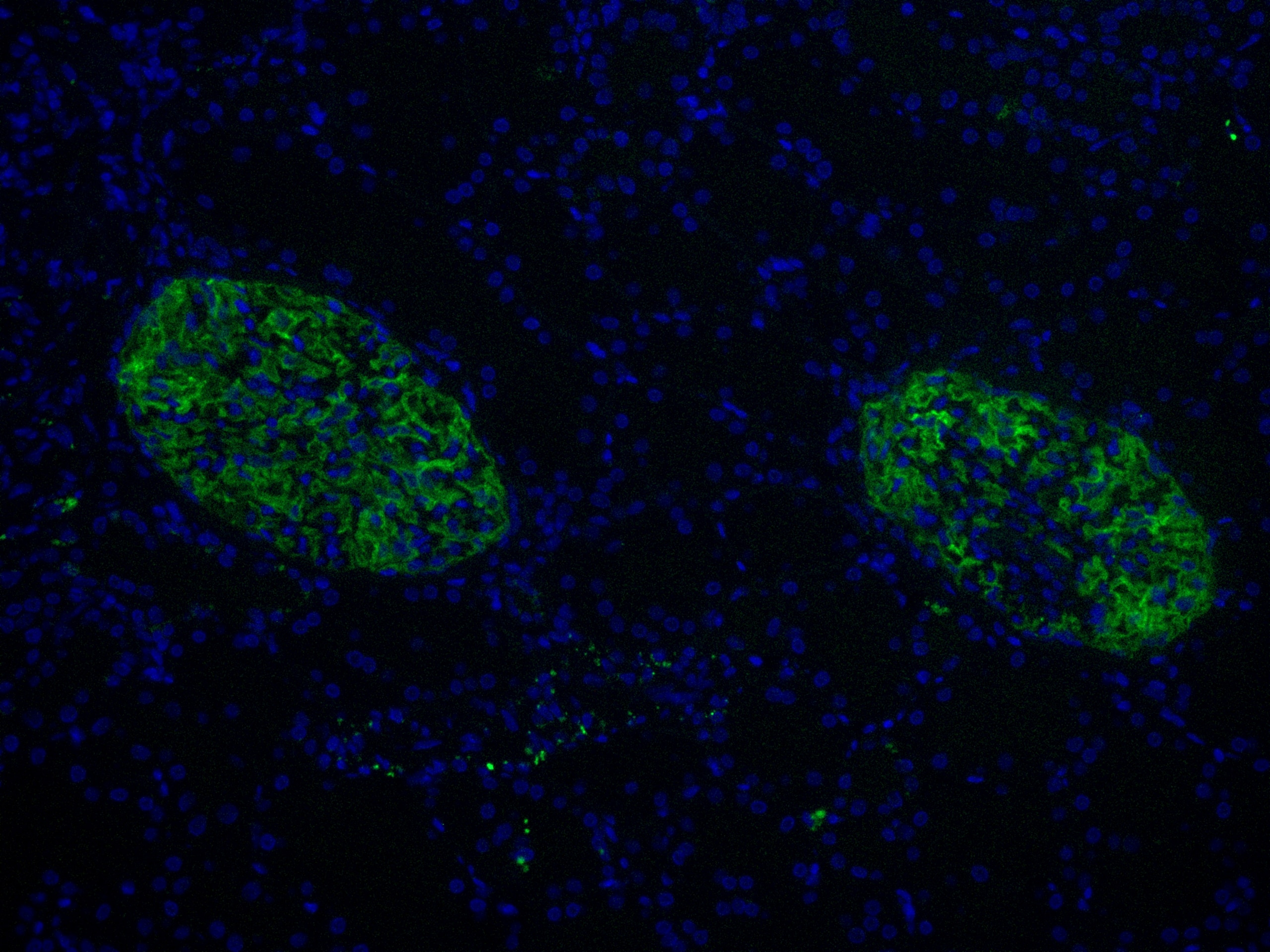 Immunofluorescence (IF) / fluorescent staining of human kidney tissue using CoraLite® Plus 488-conjugated PTPRO Monoclonal ant (CL488-67000)