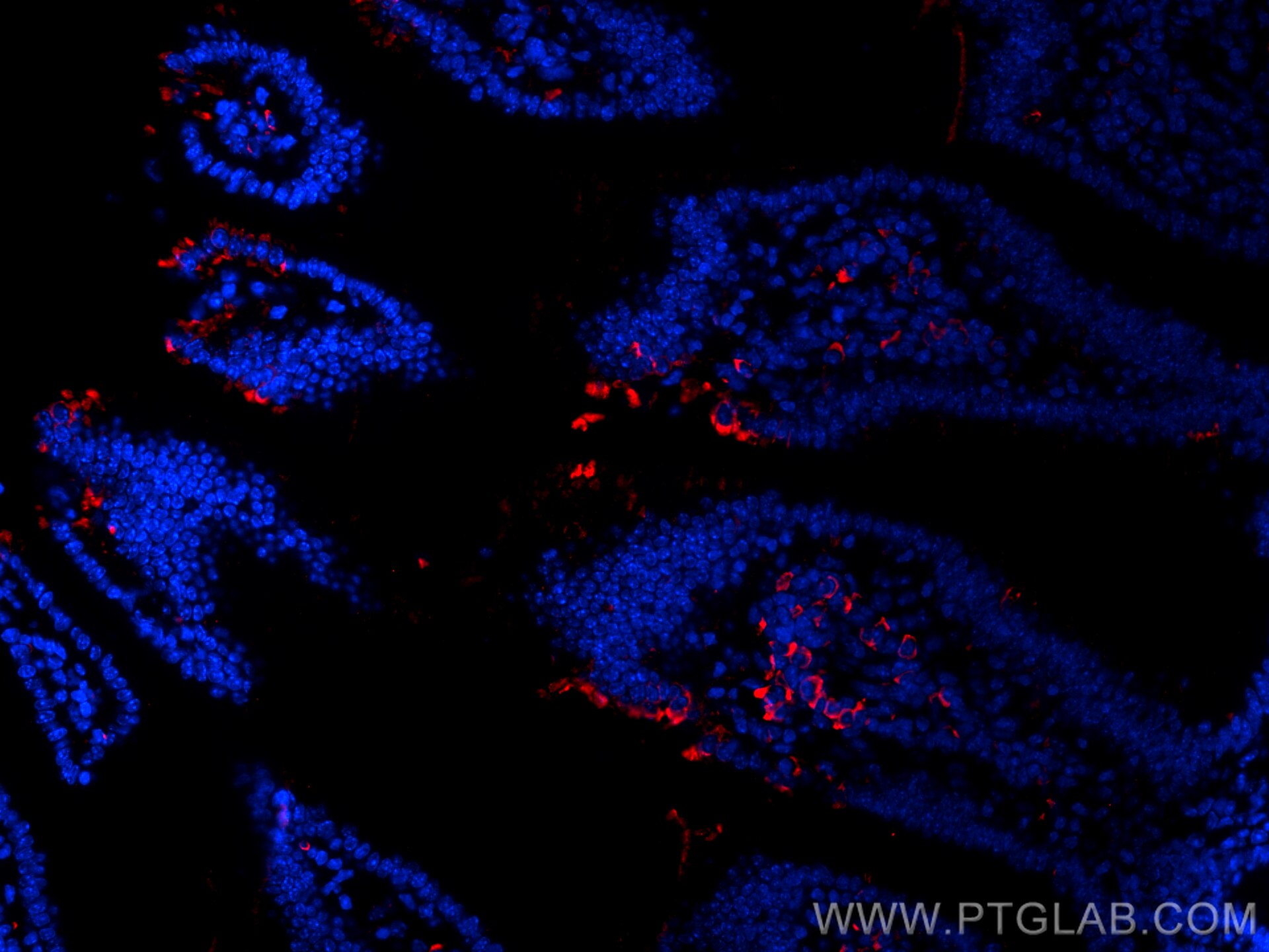 Immunofluorescence (IF) / fluorescent staining of mouse small intestine tissue using CoraLite®594-conjugated PTPRO Monoclonal antibody (CL594-67000)