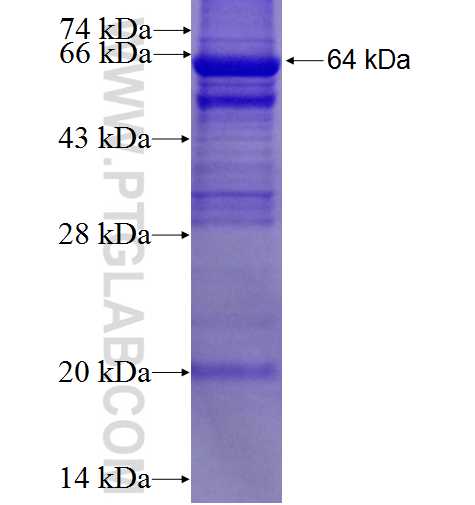 PTPRO fusion protein Ag2802 SDS-PAGE