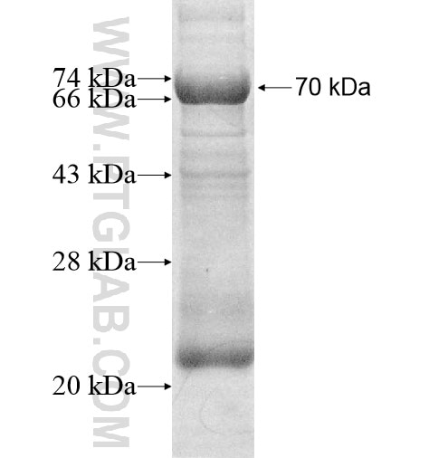 PTPRR fusion protein Ag12145 SDS-PAGE