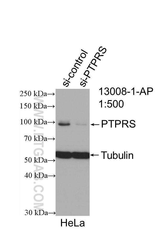 Western Blot (WB) analysis of HeLa cells using PTPRS Polyclonal antibody (13008-1-AP)