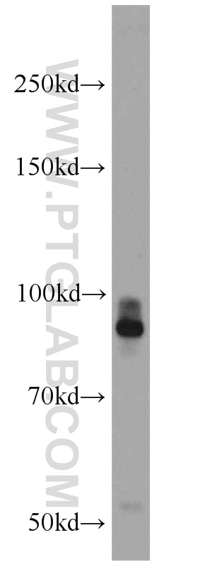 Western Blot (WB) analysis of HeLa cells using PTPRS Polyclonal antibody (13008-1-AP)