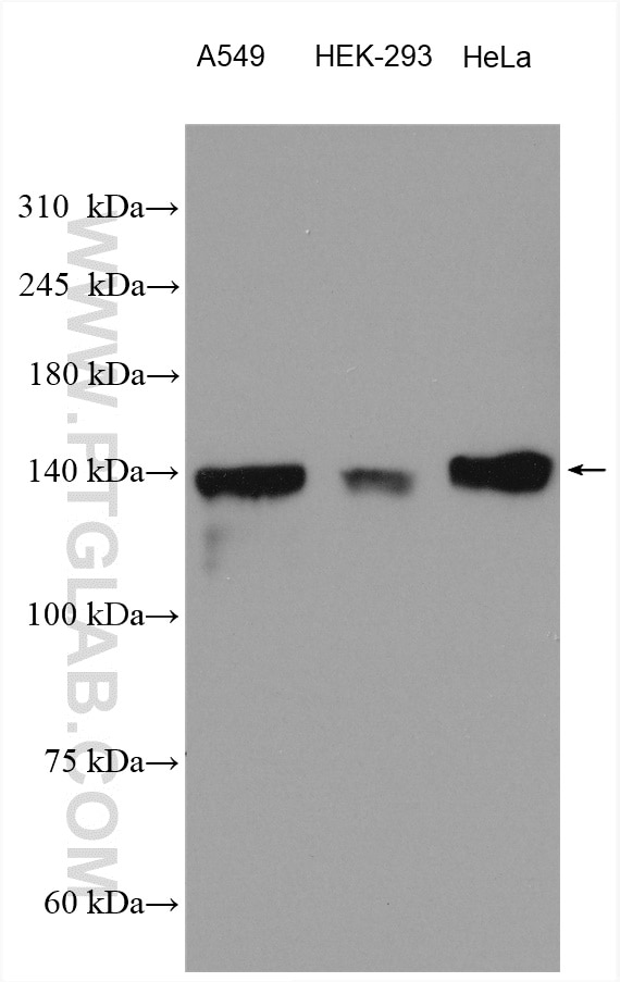Western Blot (WB) analysis of various lysates using PTPRS Polyclonal antibody (29415-1-AP)