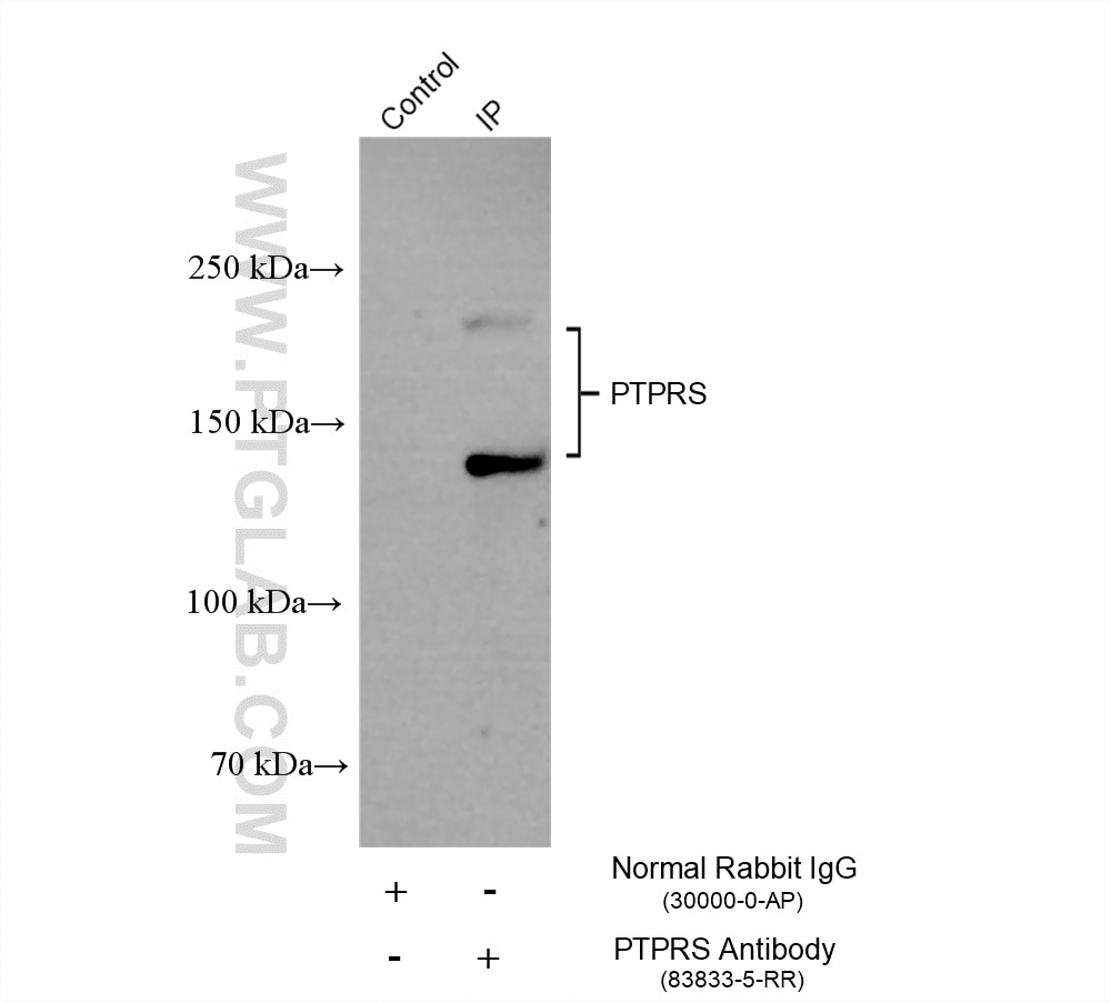 Immunoprecipitation (IP) experiment of HEK-293 cells using PTPRS Recombinant monoclonal antibody (83833-5-RR)